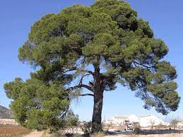 Tala y poda en alturas de áreboles JAÉN Tala y poda áreboles en JAÉN