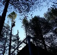 TALA Y PODA EN ALTURA DE ÁRBOLES  Córdoba 