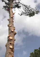 Tala y poda en altura en JAÉN y provincia