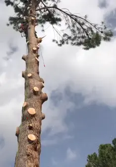 Tala y poda en altura de árboles en Córdoba y provincia