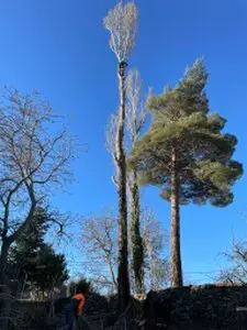Tala y poda de árboles en altura Córdoba Podas y talas de árboles en altura Córdoba