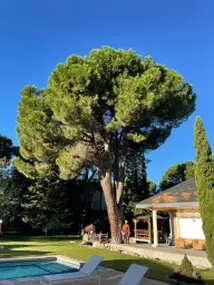 Tala y poda en Altura de árboles en Córdoba y provincia