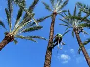 Tala y poda de palmeras en altura