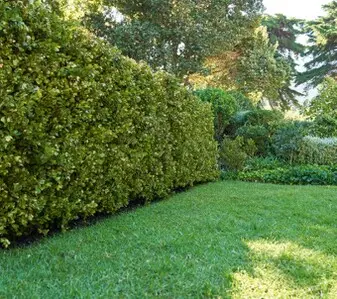 Tala y poda en Altura de árboles en Sevilla y municipios Tala y poda en Altura de árboles en Sevilla y municipios